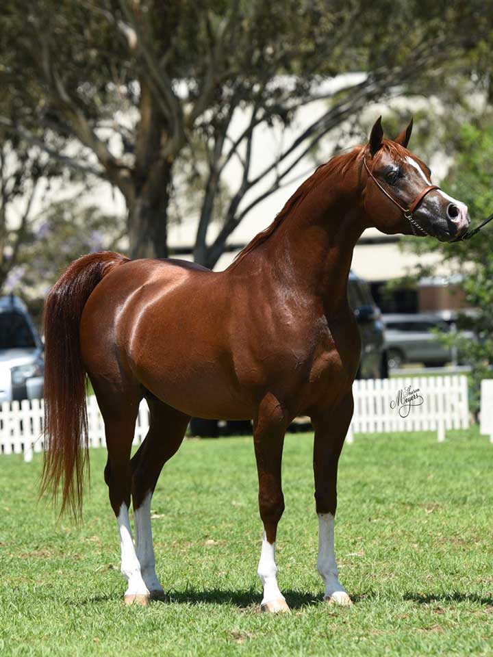 Champion Senior Stallion, Xanaphon (Ajman Moniscione x Nemesis SPA), exhibitor Veronica Mortimer