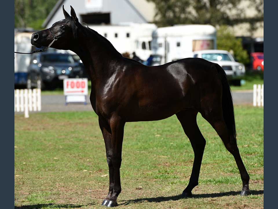 Champion Egyptian Related Colt/Stallion, Annabar Aahmes (Bacchante Nocturne x Durra Chantilly Lace), exhibitor Annabar Arabians