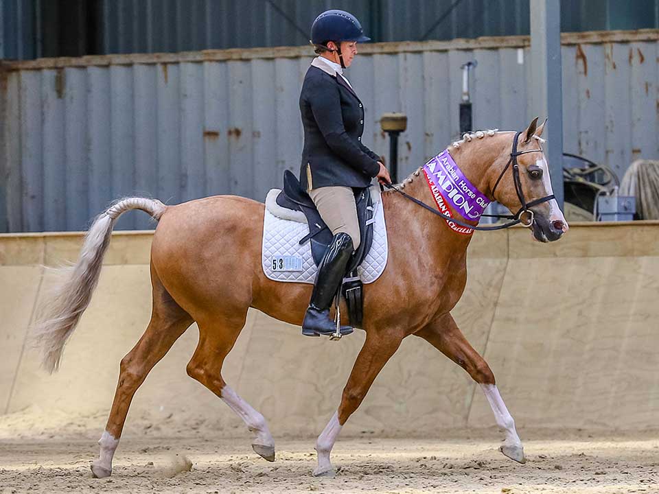 Graemar Showtime, owned by Mary Whitehouse, was awarded NZ North Island Champion Derivative suitable for Endurance and Champion Novice Derivative under saddle