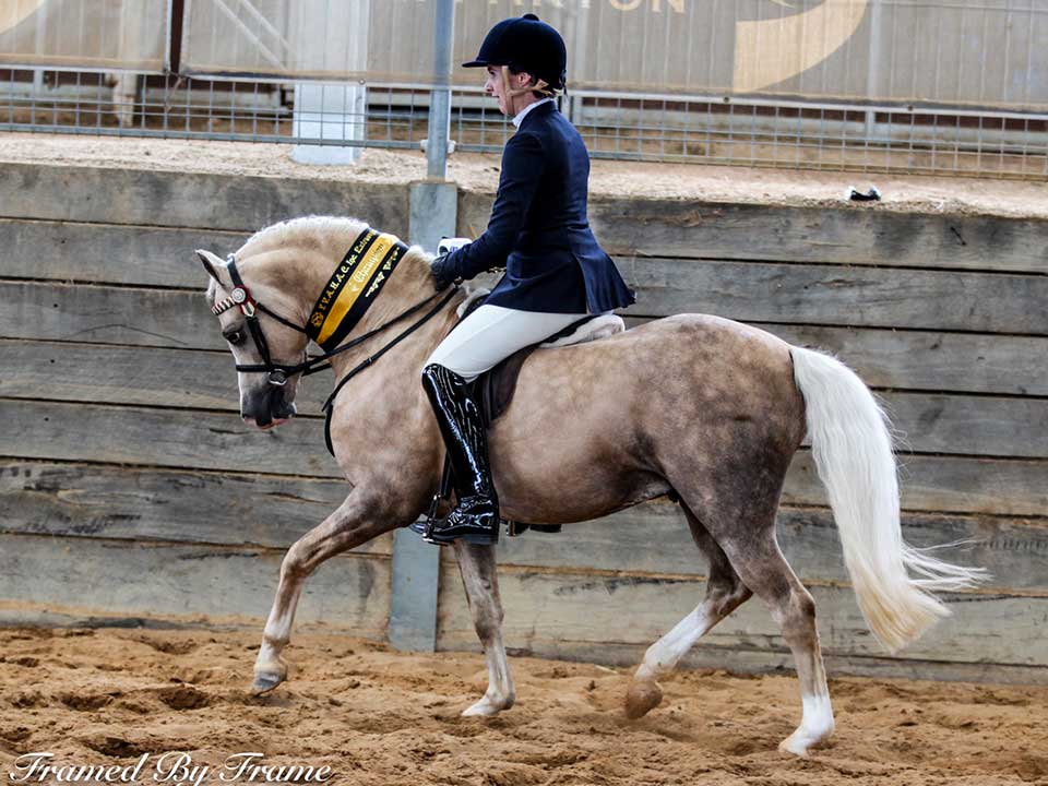 Champion ridden Arabian Riding Pony Stallion Rivington Sunsmart, shown by Rebecca Lewin & Gail Douglas