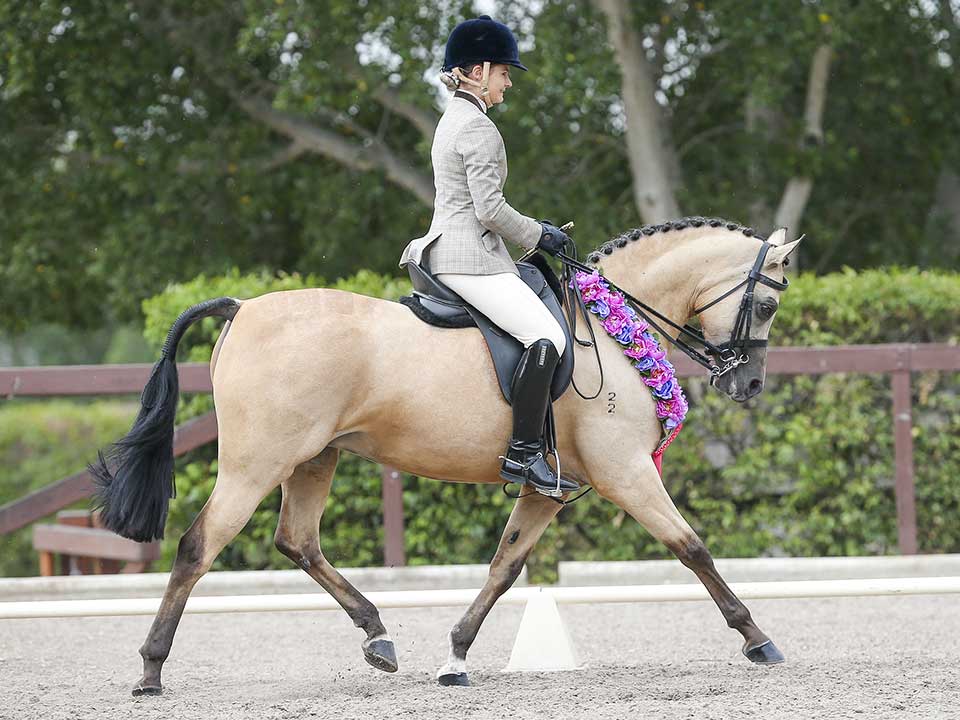 Gleniph Tiramisu, Grand Champion Saddle Horse of the Show