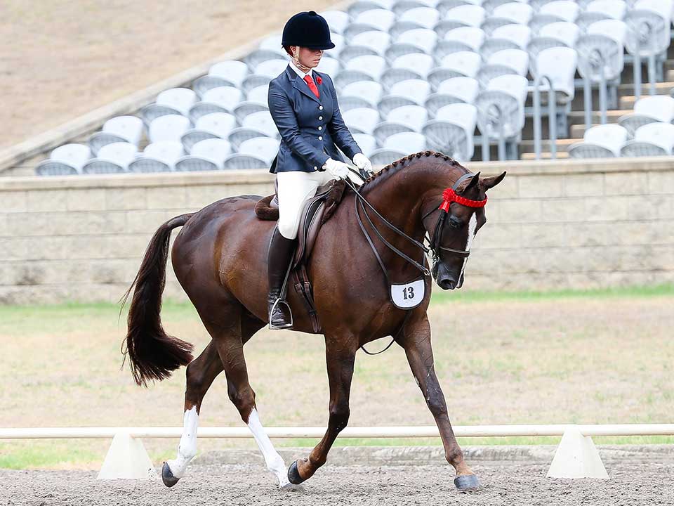 Charlotte Phillips and Aloha Gladiator were awarded Champion Warmblood ridden by a Non-Pro and Reserve Champion Ridden Warmblood Gelding