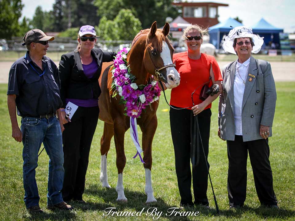 Grand Champion Purebred Arabian "Elganan El Adien“ (Stallion) with owners M.Hutchinson & Laurie Taylor -  Handler Rachelle Borysko and Judge Jacki Webby (NZ)