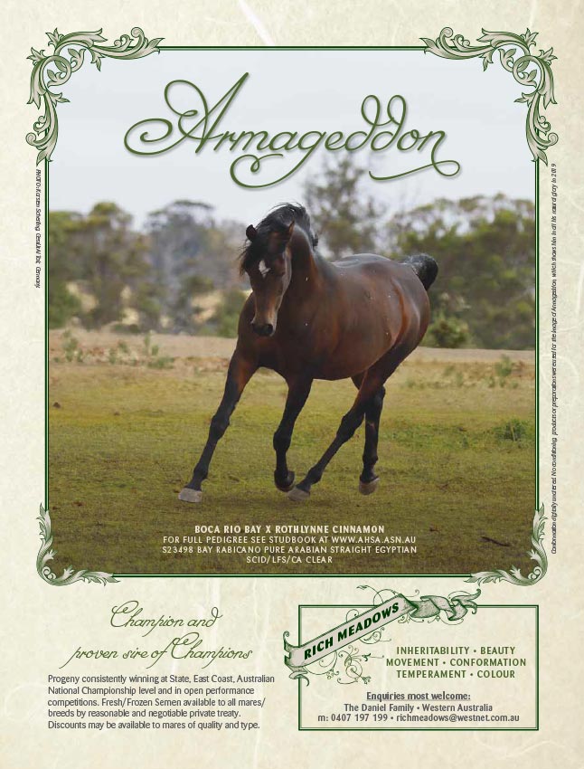 Agility at Home - arabianhorse.com.au